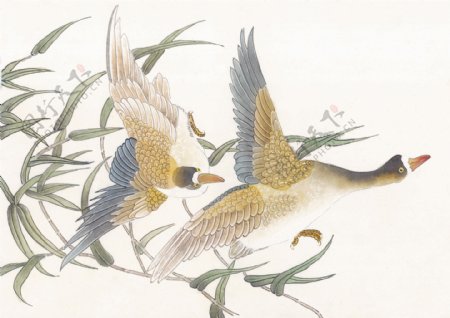 花鸟中国画30