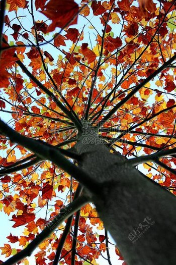 秋天红黄的树叶和树干