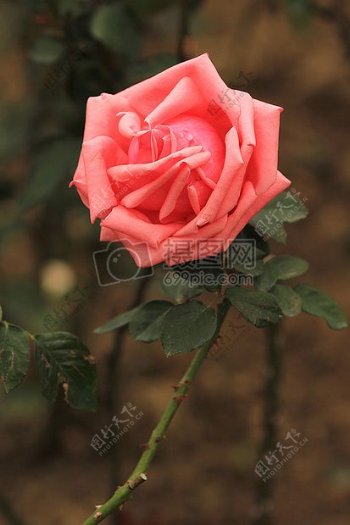 盛开的粉色玫瑰
