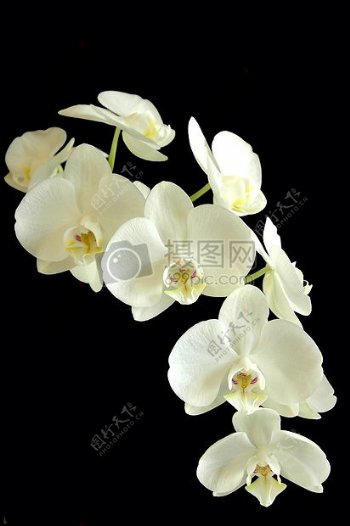 黑暗中的白色花朵