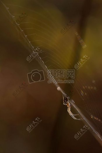秋季蜘蛛
