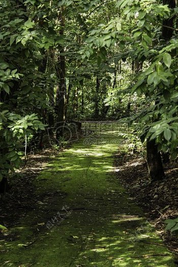 路径树森林景观叶子景区径自然伍兹徒步旅行
