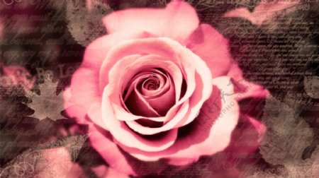 浪漫粉色玫瑰花图片