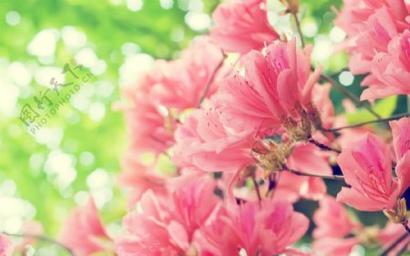 清新粉色花卉图片