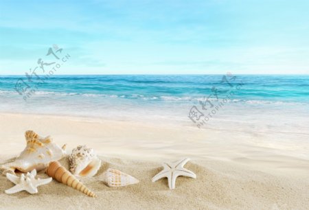 海螺海洋沙滩图片