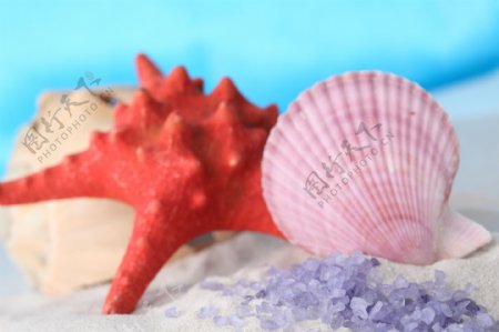 粉色贝壳和海星
