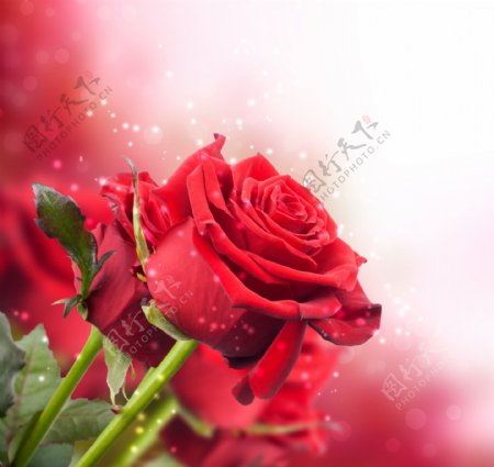 红色玫瑰花图片