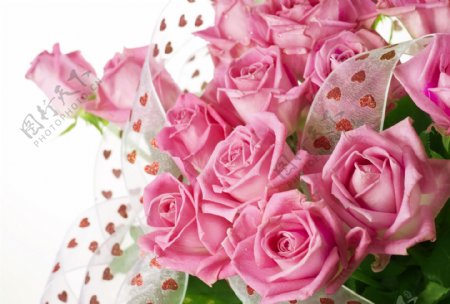 浪漫粉色玫瑰花束图片