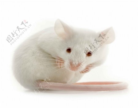 高清可爱的小老鼠空白图片宠物图片仓鼠图片白老鼠高清图片