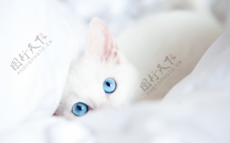 可爱宠物白色猫咪高清图片下载