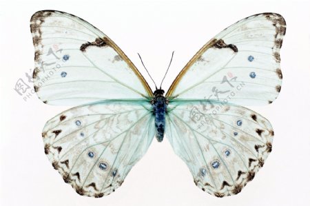 唯美白色蝴蝶图片