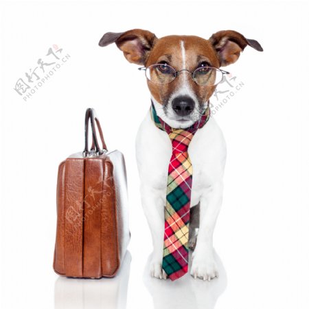戴领带的小狗