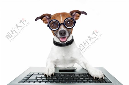 操作键盘的小狗