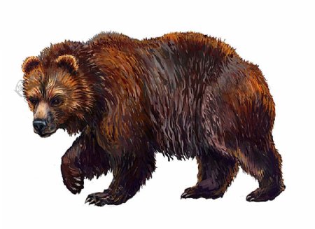 棕熊油画