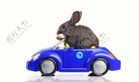 开车的兔子