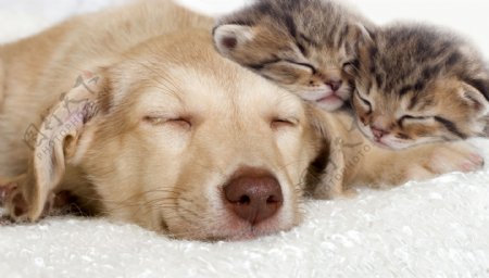 睡着的狗和猫