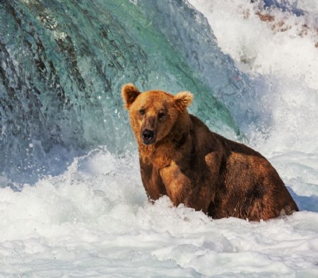 在水里面泡着的熊