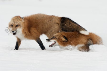 雪地打架的狐狸