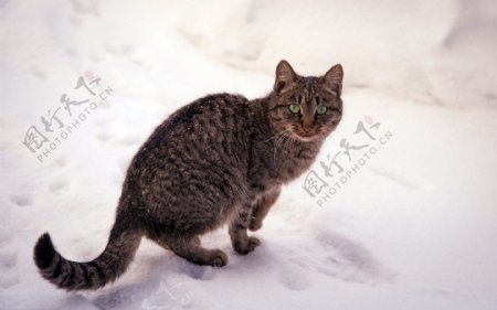 雪地里的黑色小猫