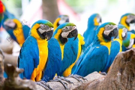 一群可爱的蓝色鹦鹉
