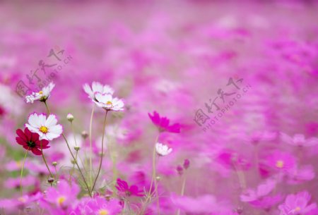 花海装饰背景墙