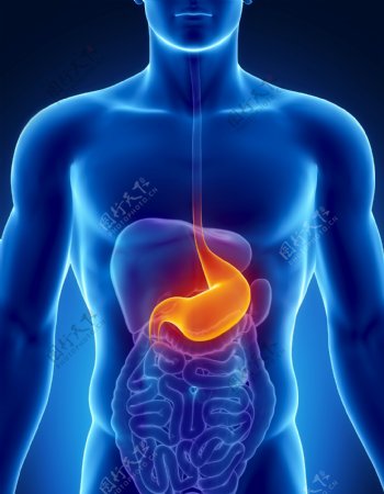 男性胃器官图片