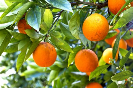 果园果树上的橙子