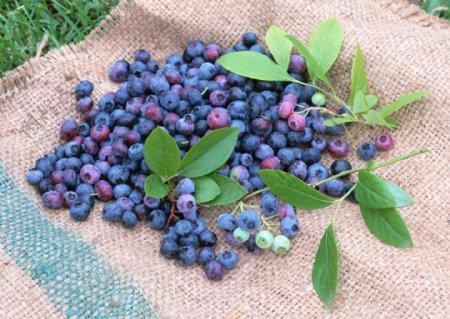 新鲜采摘下来的蓝莓
