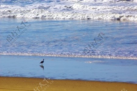 海洋沙滩上的鸟