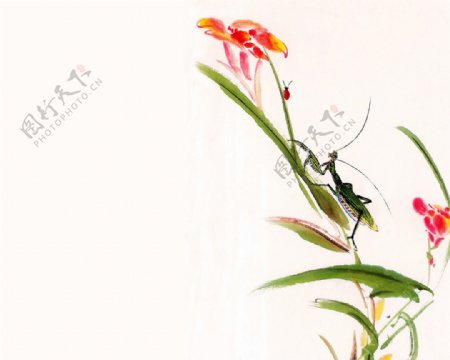 花朵螳螂