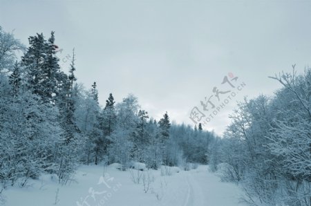 美丽雪地树林风景图片
