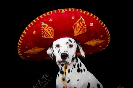 戴墨西哥帽子的斑点狗图片