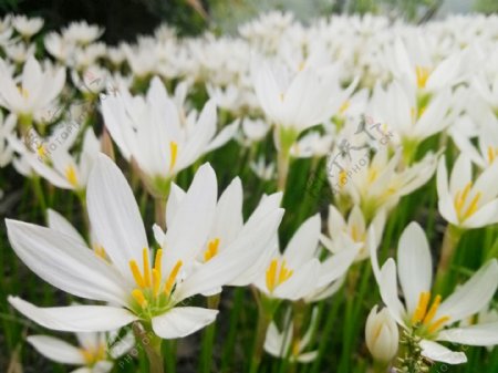 唯美白色水仙花图片