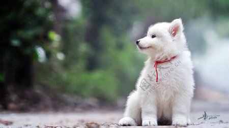 可爱白色小狗图片