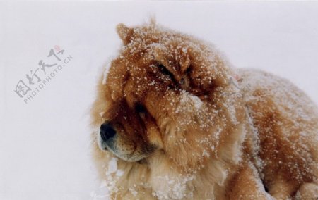 雪地里松狮犬图片