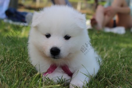 白色小狗狗图片