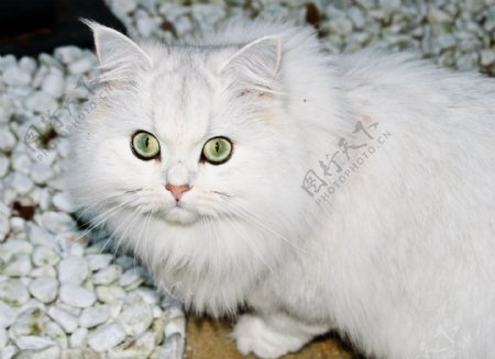 雪白色小猫咪高清图片