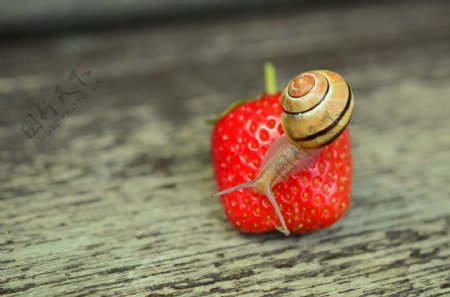 蜗牛草莓