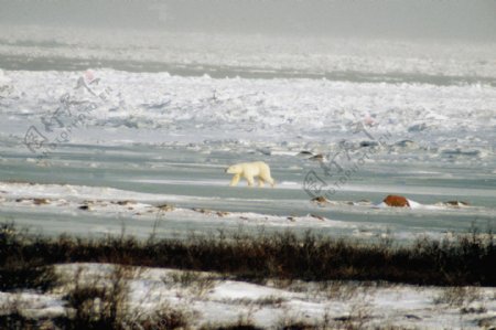冰雪上的北极熊高清图片