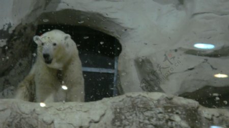 可爱的北极熊