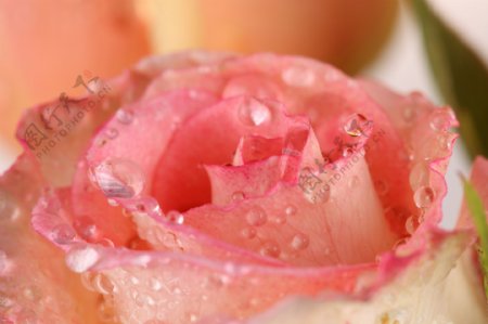 水珠粉色玫瑰花