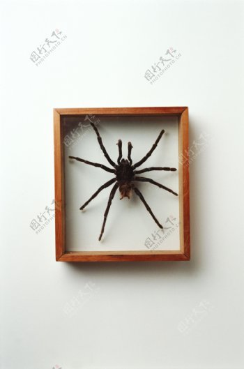 相框蜘蛛图片