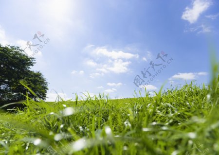 绿色草地高清图片素材
