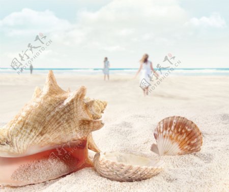 沙滩上的海螺和贝壳
