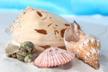 贝壳和海螺
