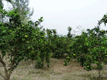 柚子树图片