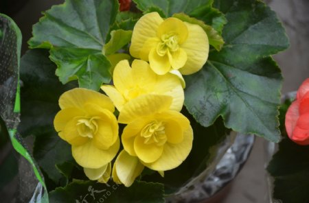 美丽得黄色海棠花图片