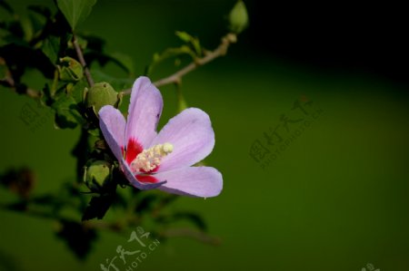 鲜艳紫色木槿花图片