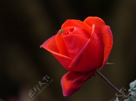鲜艳玫瑰花图片