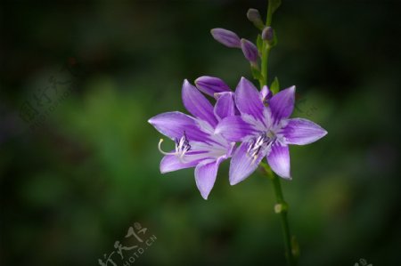 紫色玉簪花图片